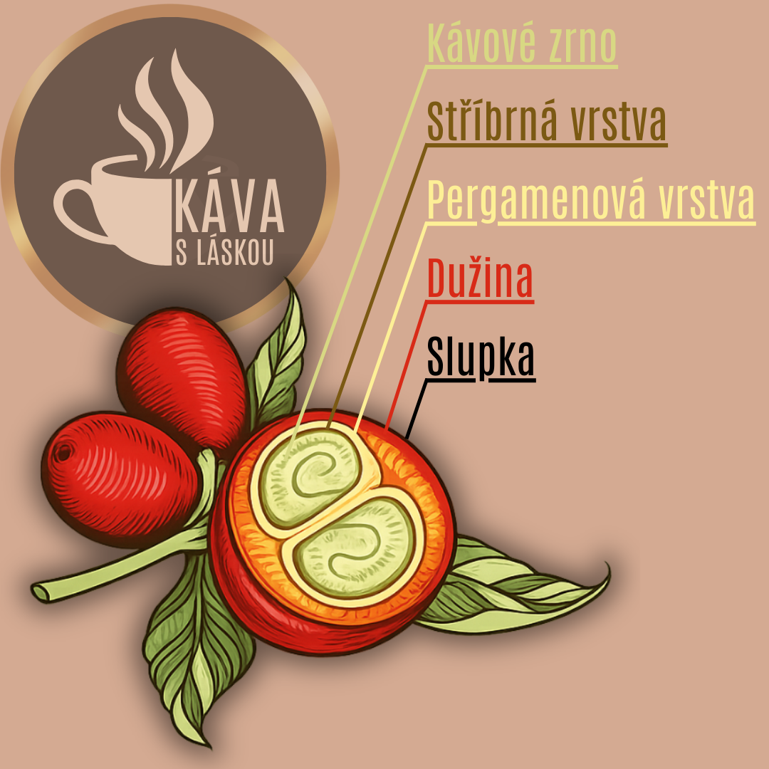 Vrstvy kávového zrna